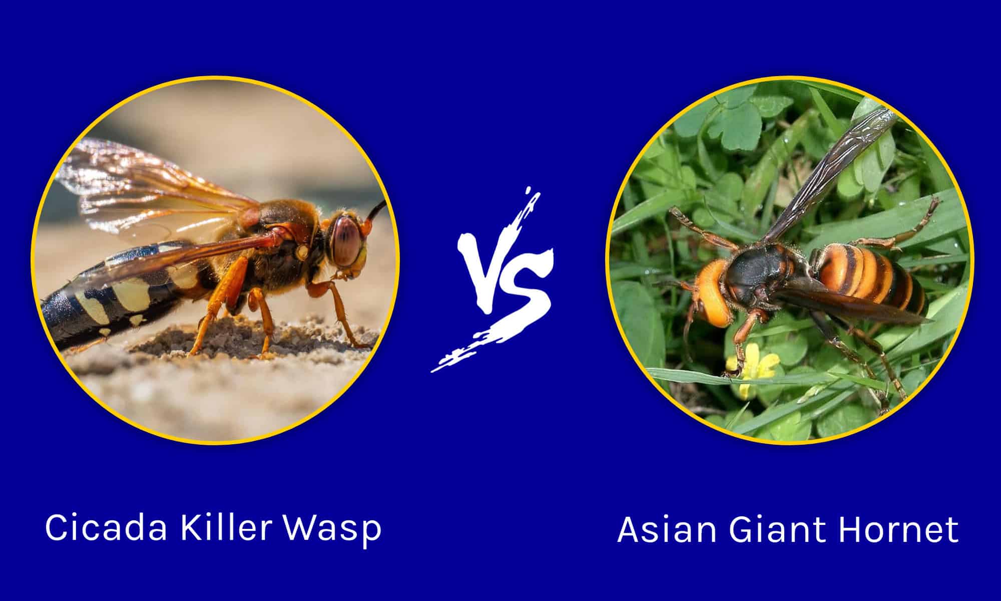 Cicada Killer Wasp vs. Asian Giant Hornet