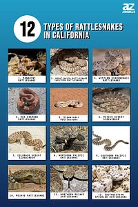 Discover The 12 Types of Rattlesnakes in California - A-Z Animals