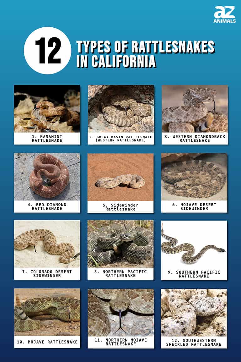 Discover The 12 Types Of Rattlesnakes In California - A-Z Animals