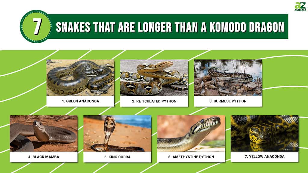 Infographic of Snakes That are Longer than a Komodo Dragon
