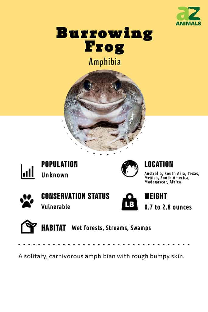 Burrowing frogs infographic