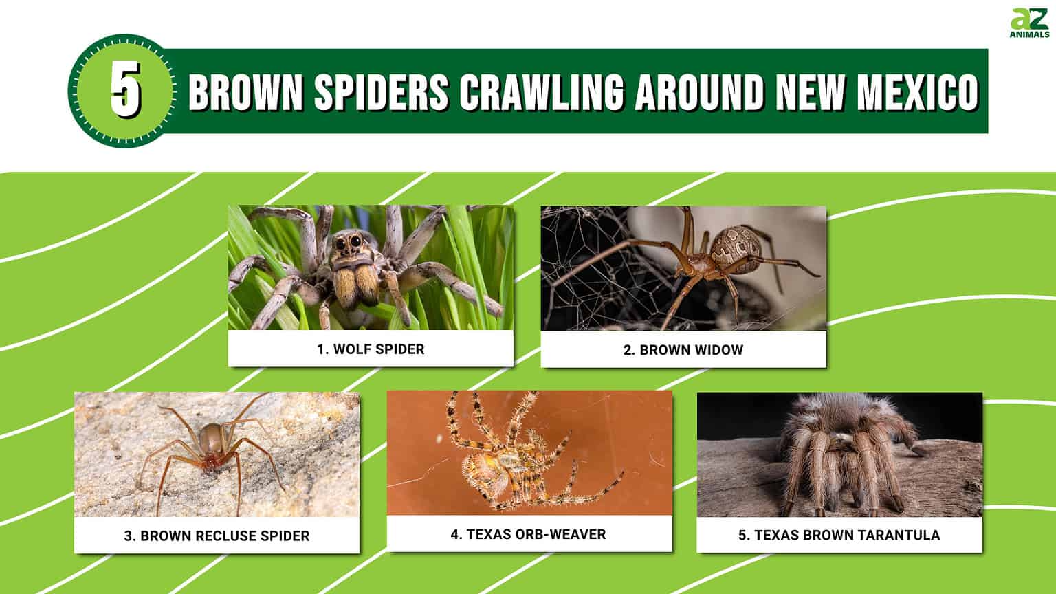 Discover 5 Brown Spiders Crawling Around New Mexico AZ Animals