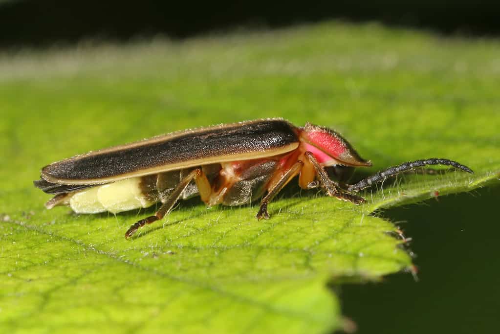 Pyractomena angulata firefly can be found in Texas