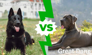 German Shepherd vs Great Dane: Which Is a Better Fit For Your Family? Picture
