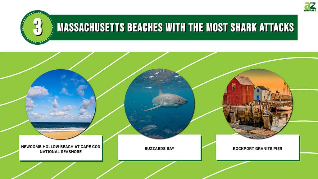 Shark attack history on the Cape and all along Massachusetts: More frequent  attacks, but extremely rare