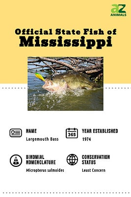 Discover the Official State Fish of Mississippi - A-Z Animals