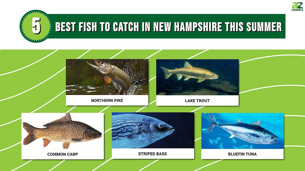 Infographic showing the five best fish to catch in New Hampshire this summer.