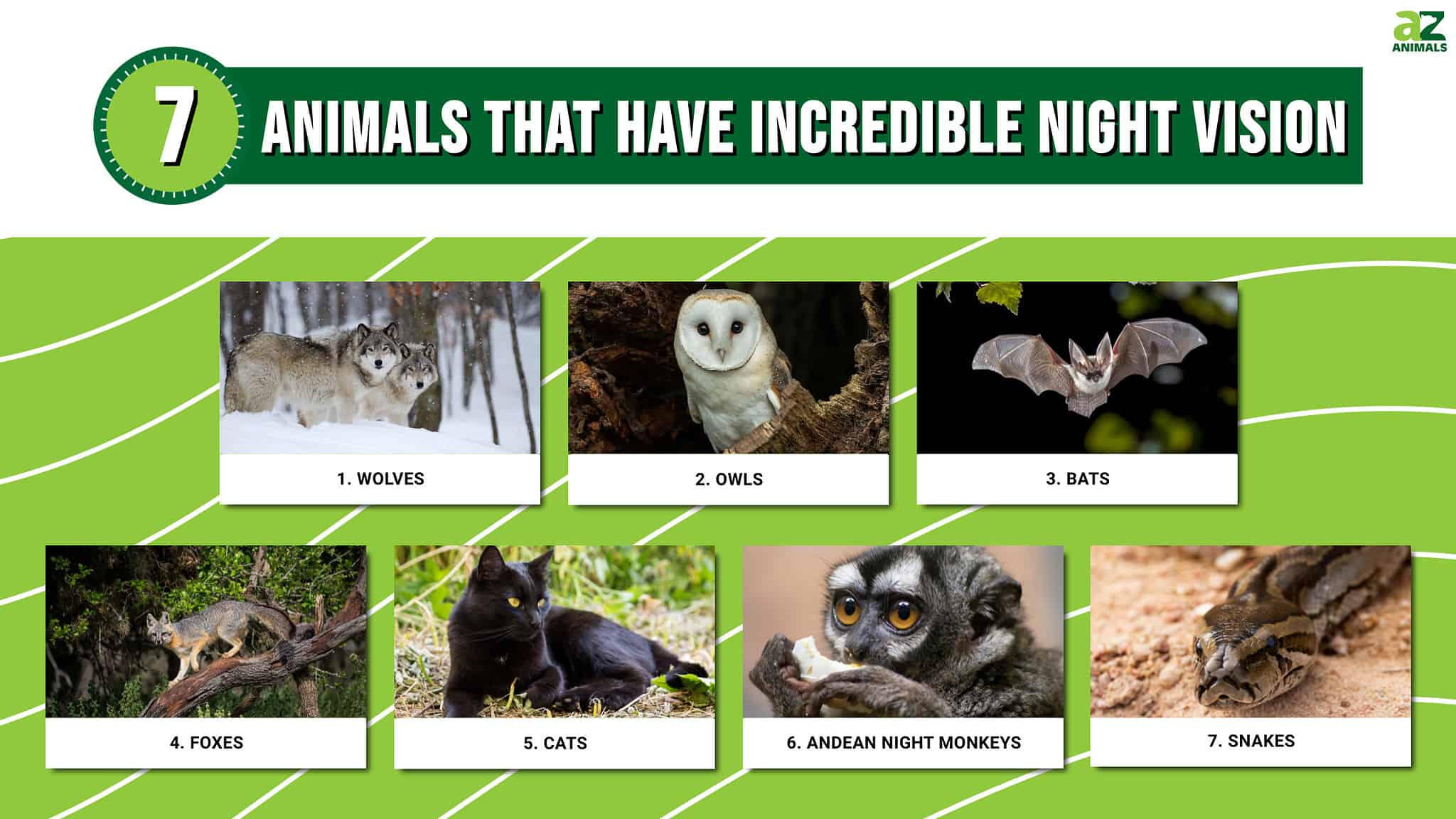 Discover 7 Animals That Have Incredible Night Vision - A-Z Animals