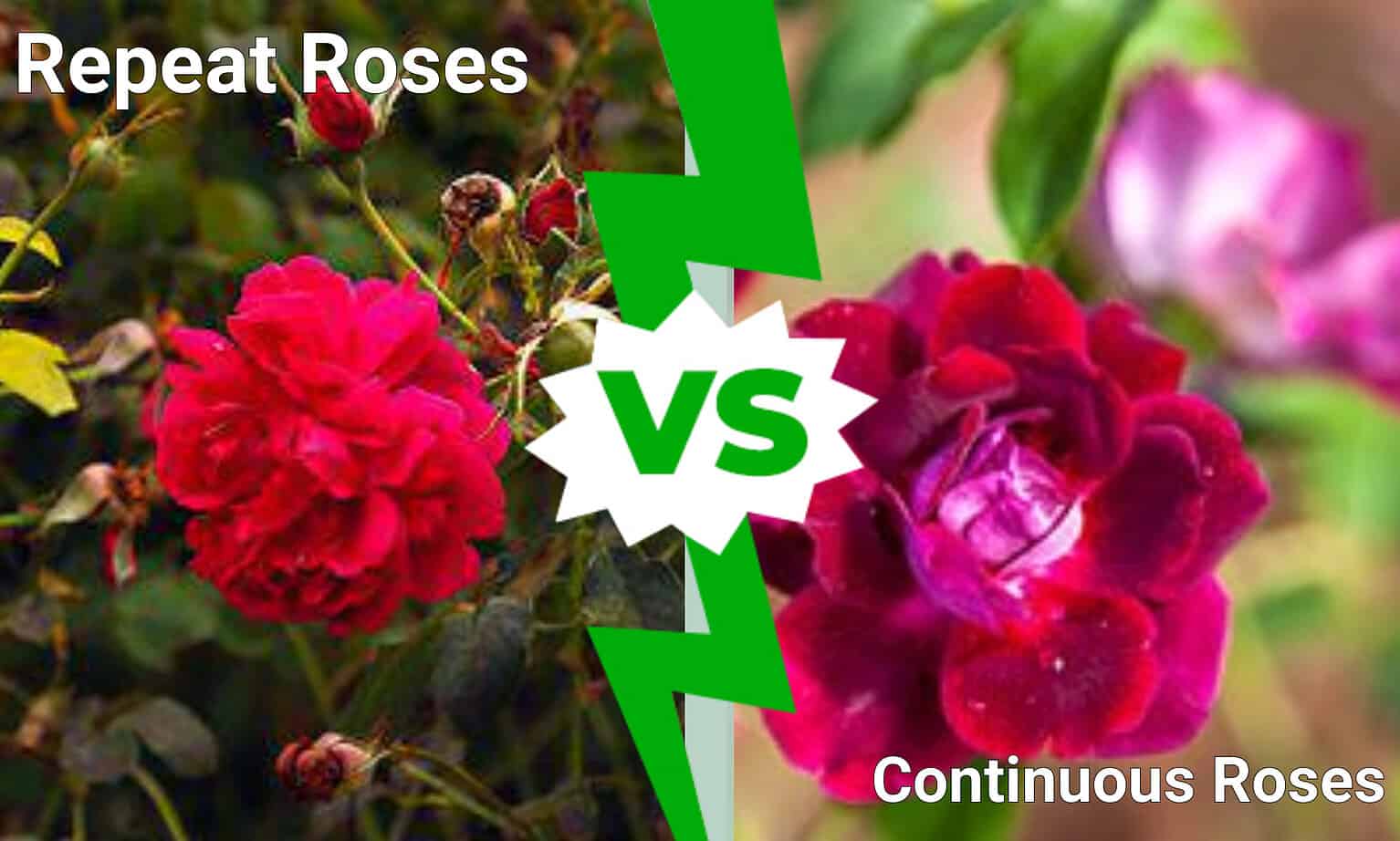 Repeat Blooming Roses Vs Continuous Blooming Roses AZ Animals