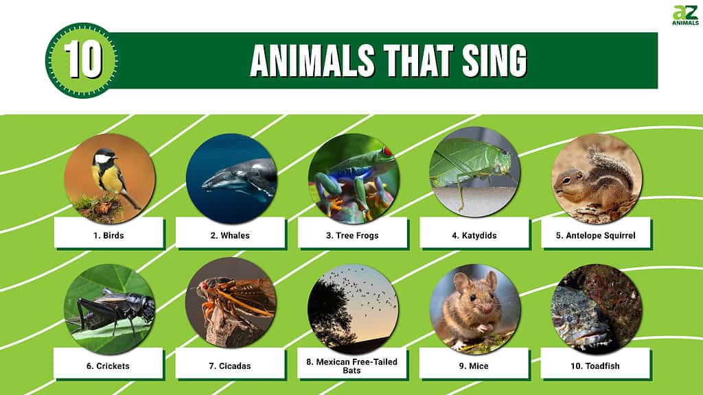 10-animals-that-sing-a-z-animals