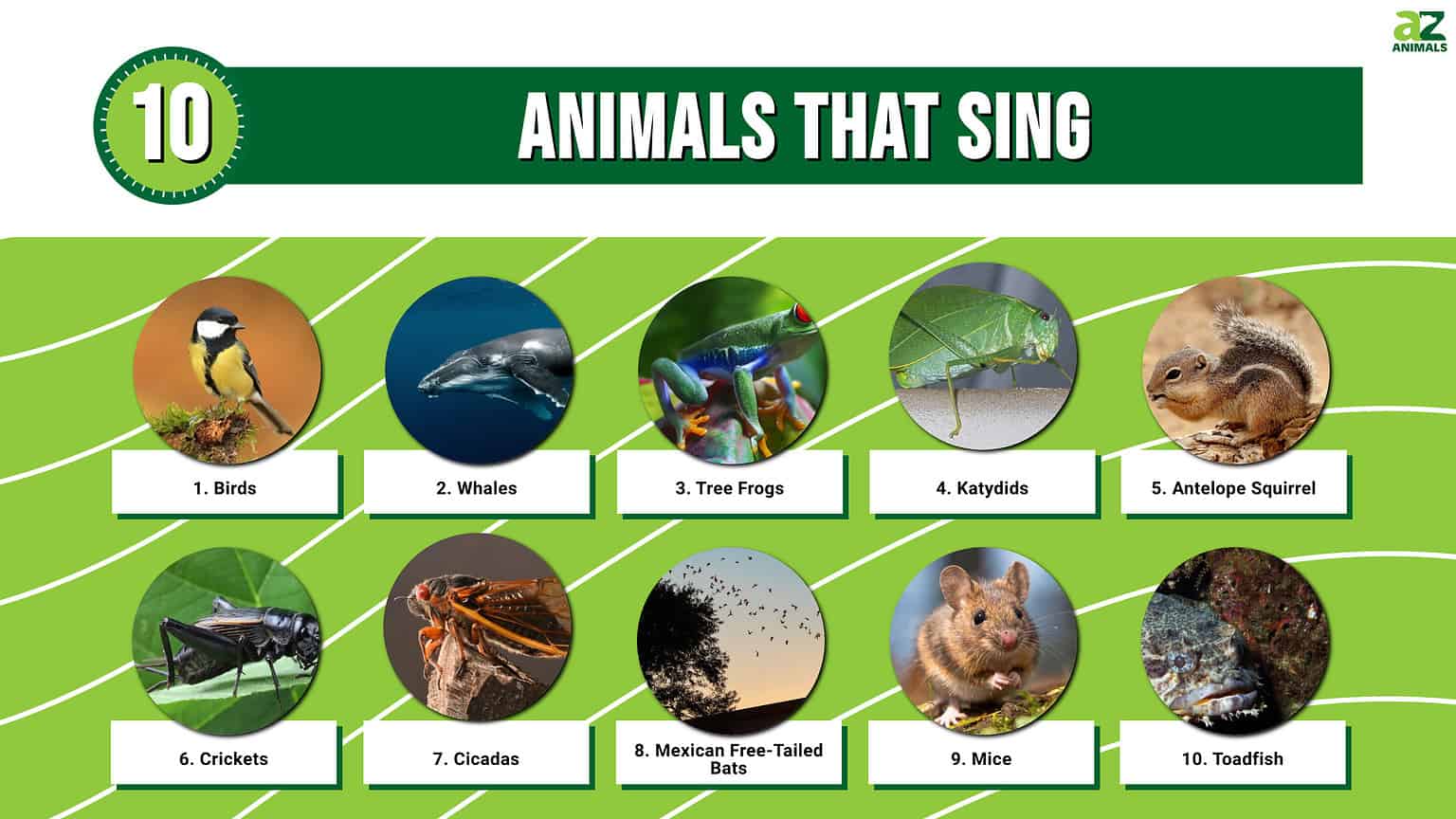 10 Animals That Sing (it's Not Just Birds!) - A-z Animals