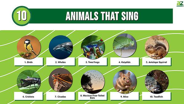 10 Animals That Sing - A-Z Animals