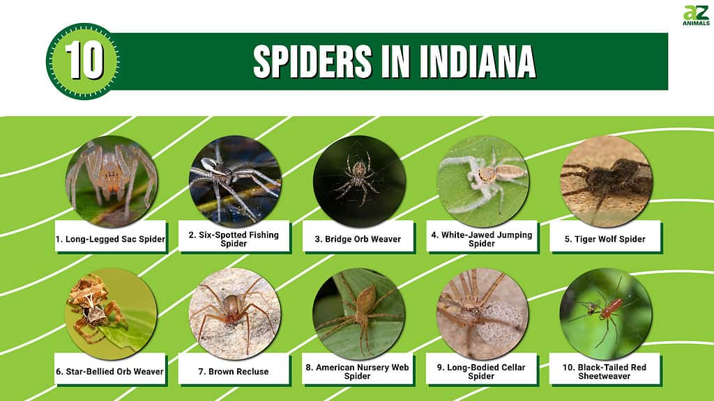 Infographic of Spiders in Indiana