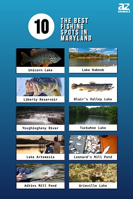 The 10 Best Fishing Spots In Maryland This Summer - A-Z Animals