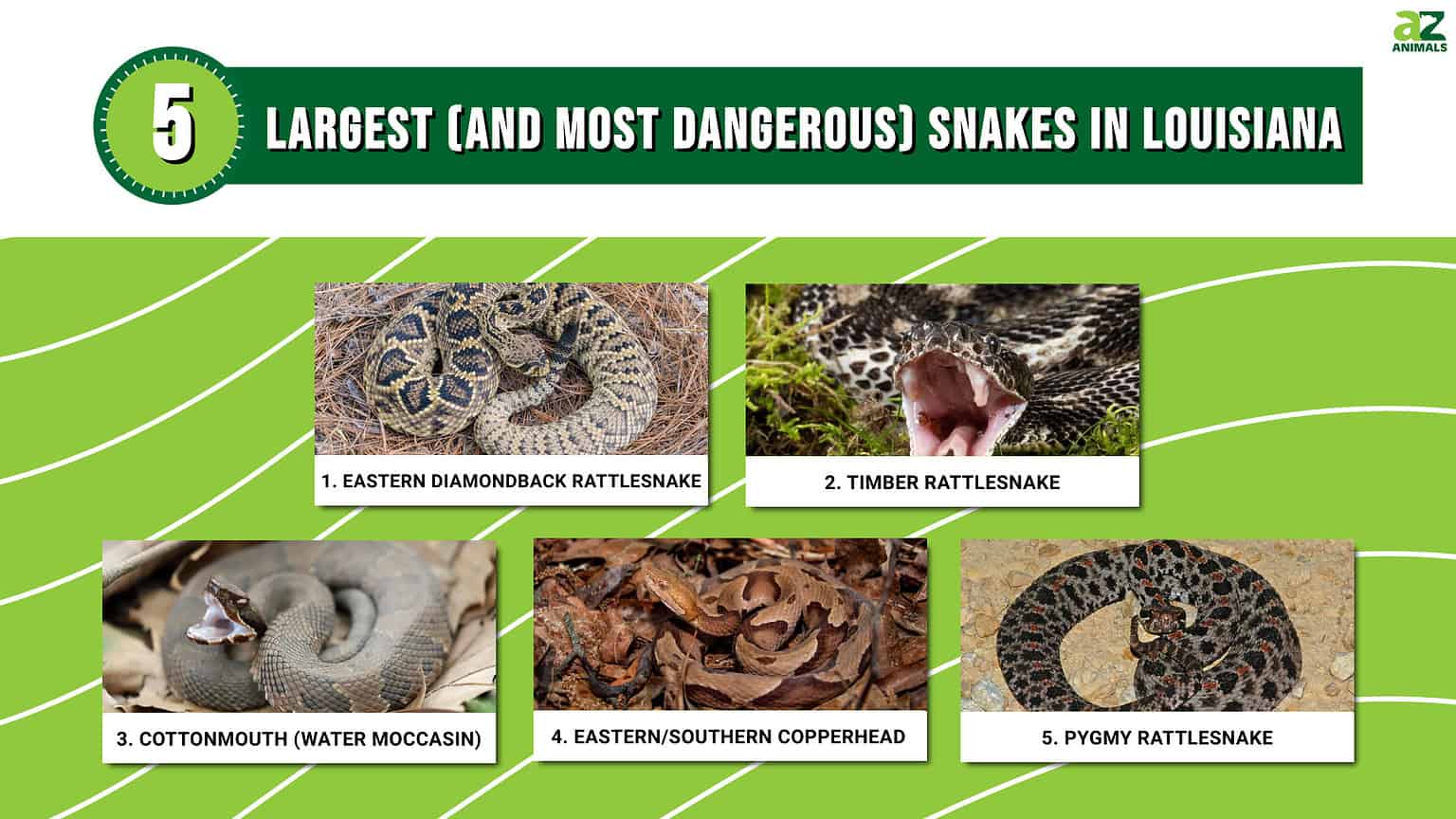 Discover The Top Five Largest (And Most Dangerous) Snakes In Louisiana ...