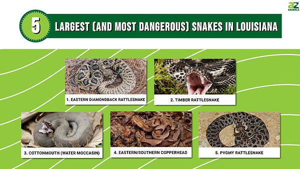 Discover The Top Five Largest (And Most Dangerous) Snakes In Louisiana ...