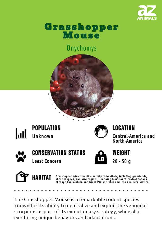 Mouse deals phylum traits