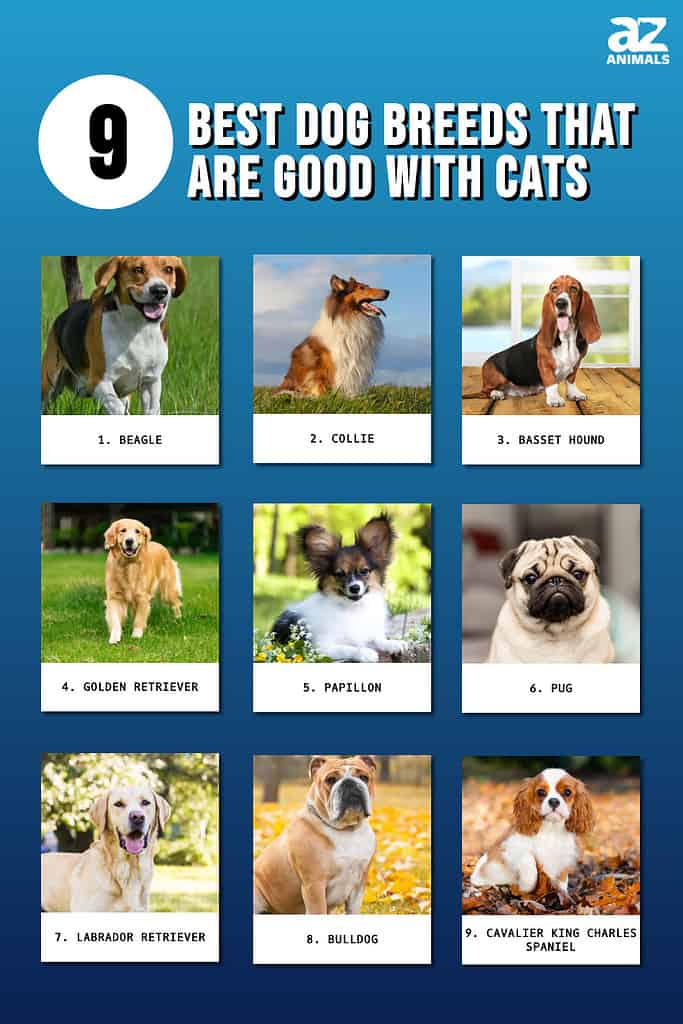 9 Best Dog Breeds That Are Good With Cats - Az Animals