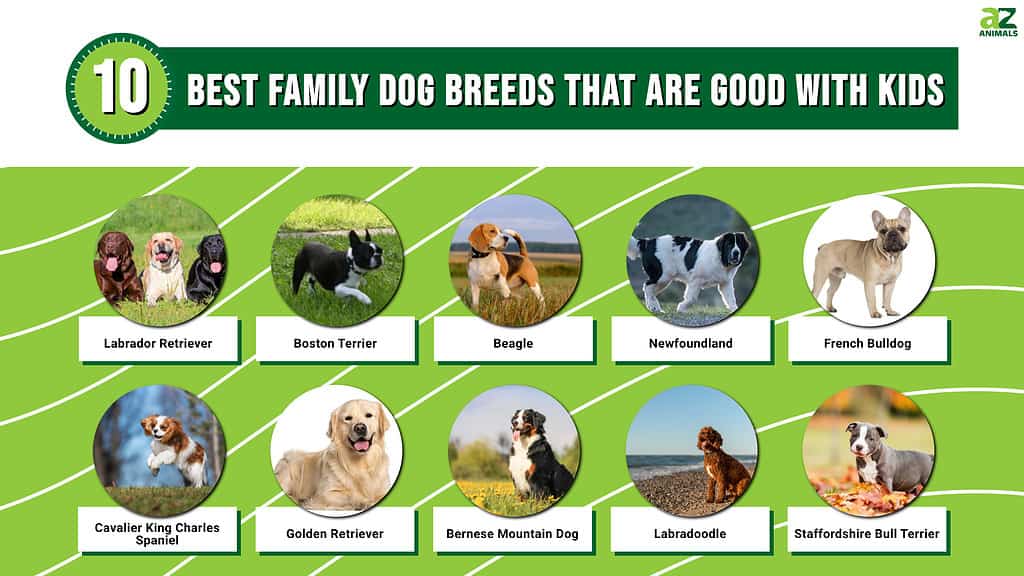 7 Small Dog Breeds That Are Great for Families (and a Few That