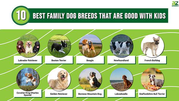 The 10 Best Family Dog Breeds That Are Good with Kids - A-Z Animals