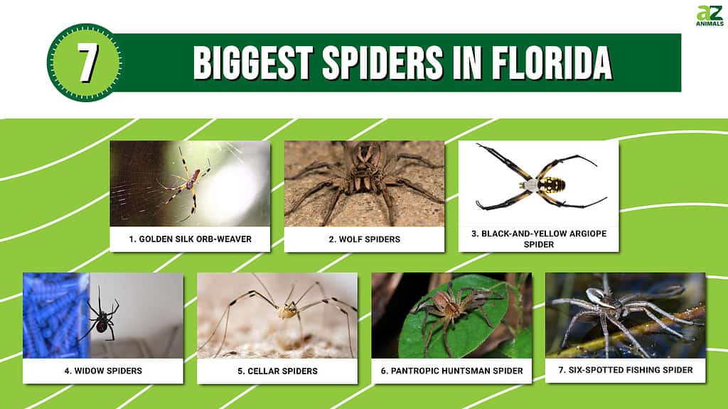 Biggest Spiders In Florida infographic