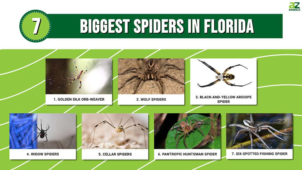 Florida Spiders in the Fall, Preventing Spiders