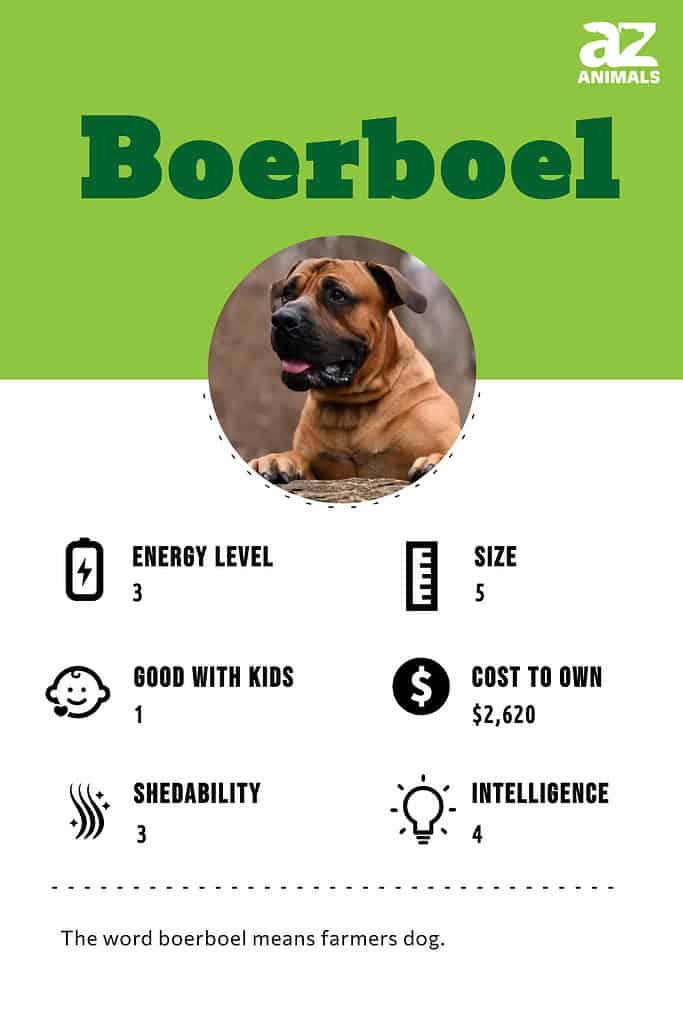 Boerboel dog sale weight