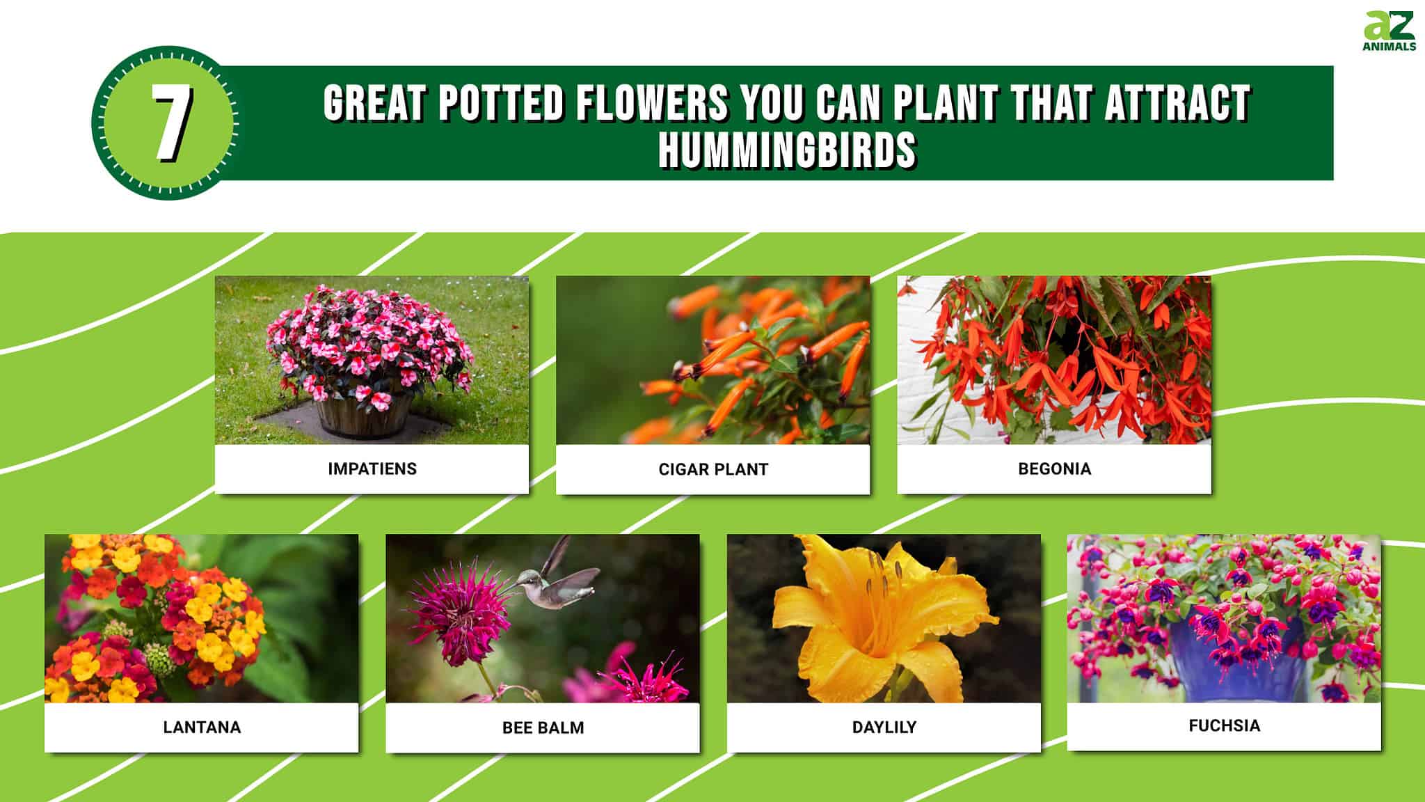 7 Great Potted Flowers You Can Plant That Attract Hummingbirds AZ