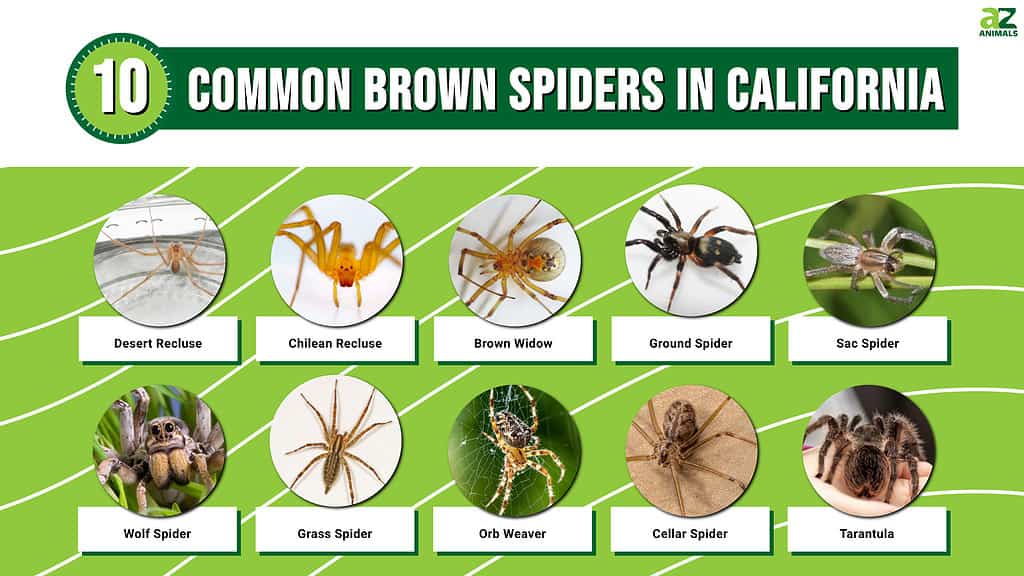 10 Common Brown Spiders In California