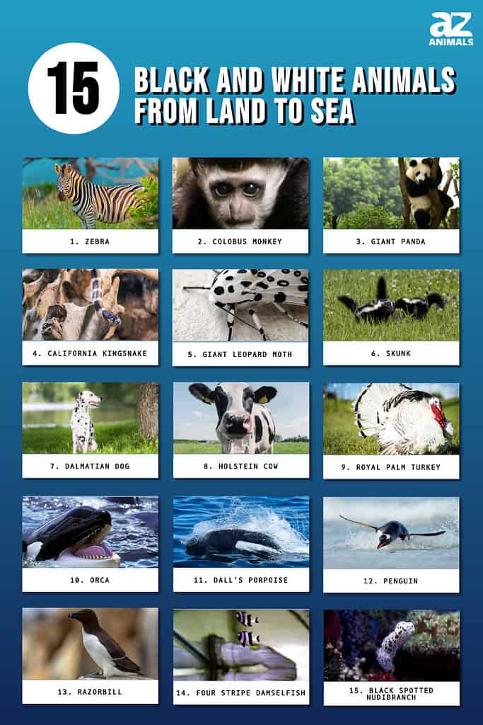 15 Black And White Animals Complete List From Land To Sea A Z Animals