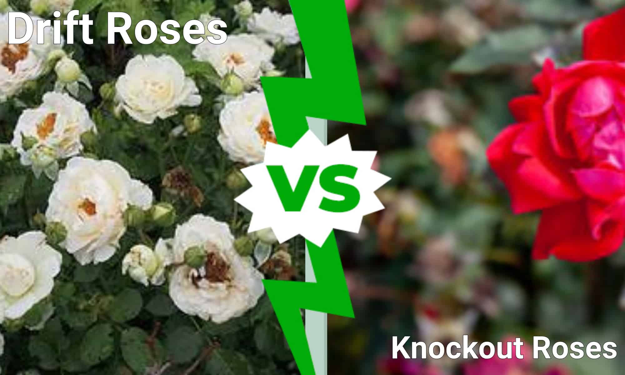 Drift roses vs. knockout roses infographic