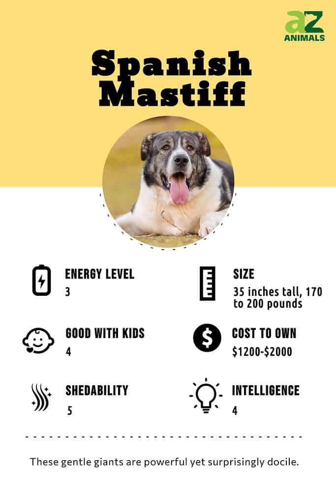 Mastiff shop food chart