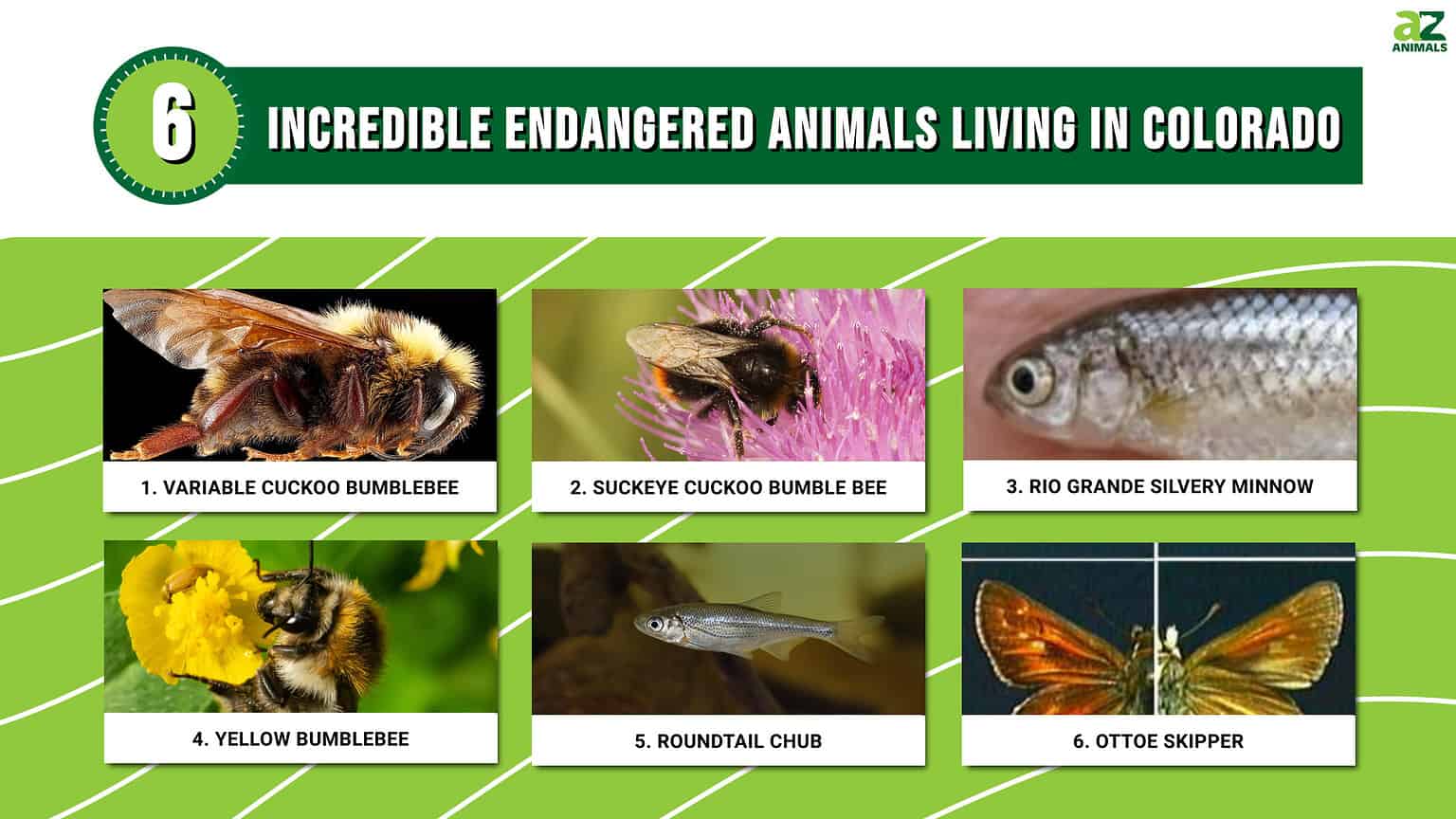 6-incredible-animals-that-are-endangered-and-living-in-colorado-a-z
