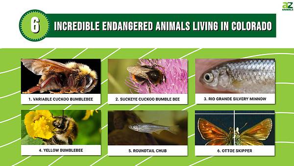 6 Incredible Animals That Are Endangered and Living In Colorado - A-Z ...