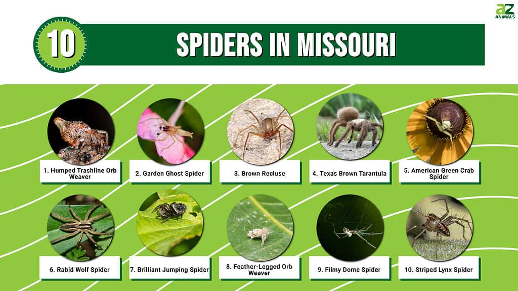 Infographic of 10 Spiders in Missouri