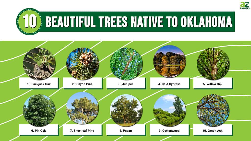 Infographic of Beautiful Trees Native to Oklahoma 