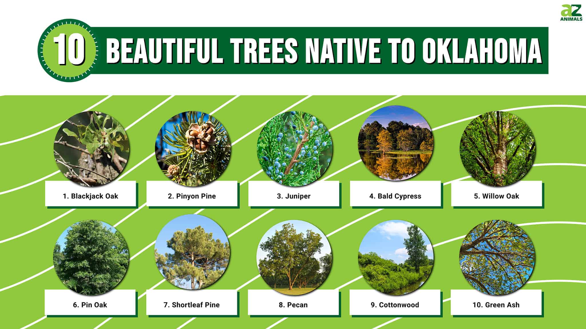 10 Beautiful Trees Native to Oklahoma AZ Animals