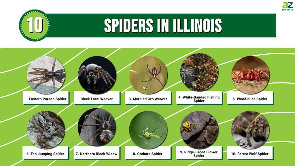 Infographic of Spiders in Illinois