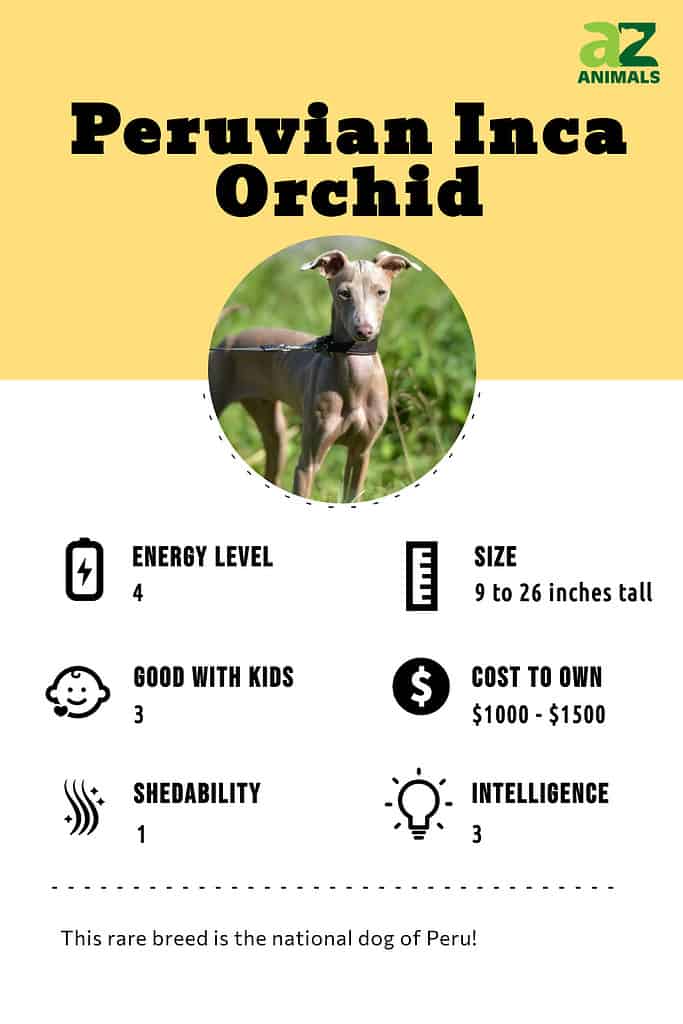 are peruvian inca orchids intelligent dogs