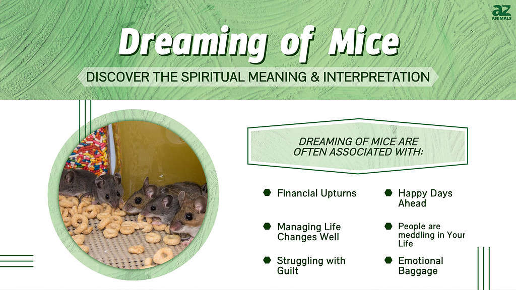 Dreaming of Mice infographic