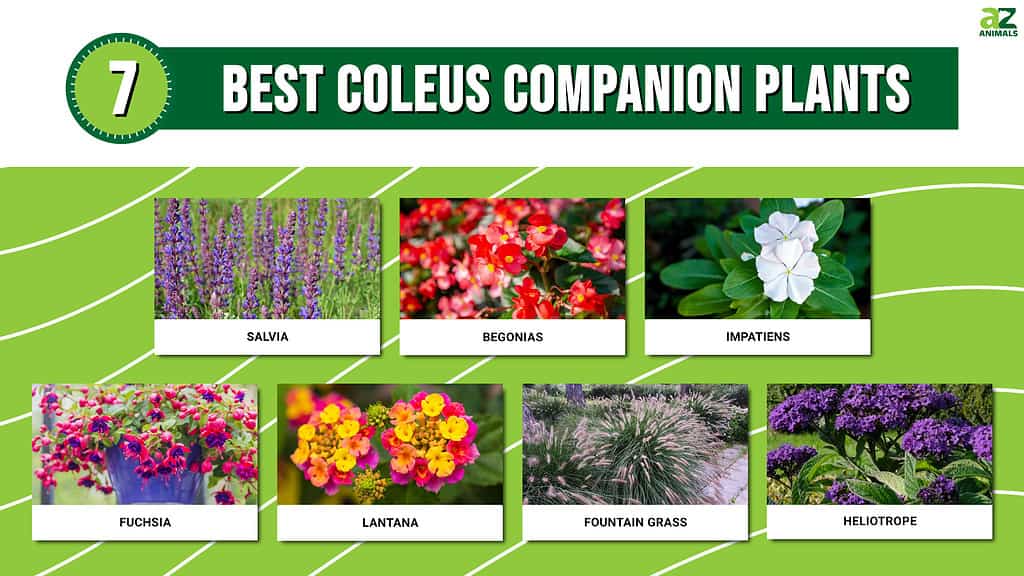 Infographic showing the seven best coleus companion plants.