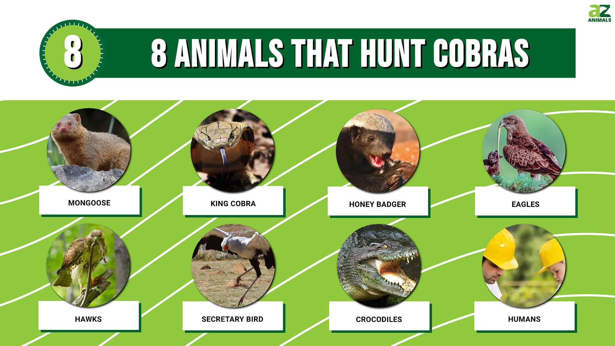 8 Animals That Hunt Cobras - A-Z Animals