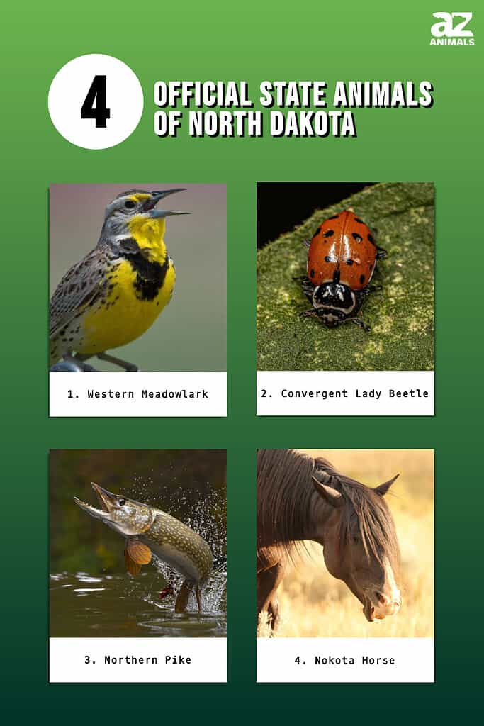 Discover the 4 Official State Animals of North Dakota - A-Z Animals