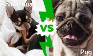 Cutest Dogs in the World: Chihuahua Vs. Pug Picture