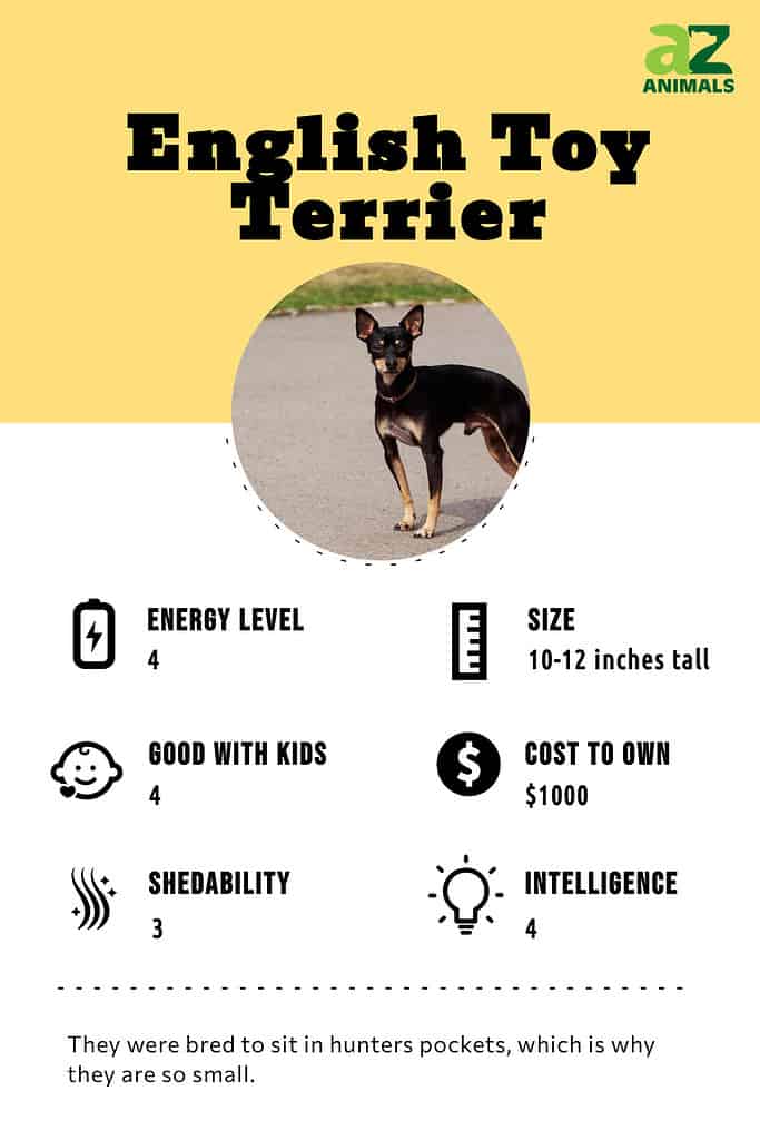 are english toy terriers good companions