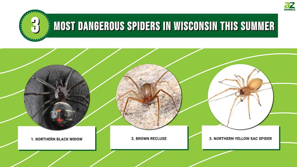 Most Dangerous Spiders in Wisconsin This Summer infographic