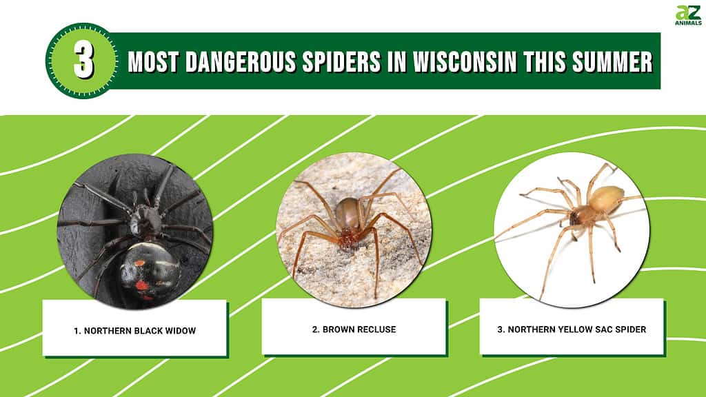 Did a 'New Deadly Spider' Species Kill Several People in the U.S. in the  Summer of 2018?