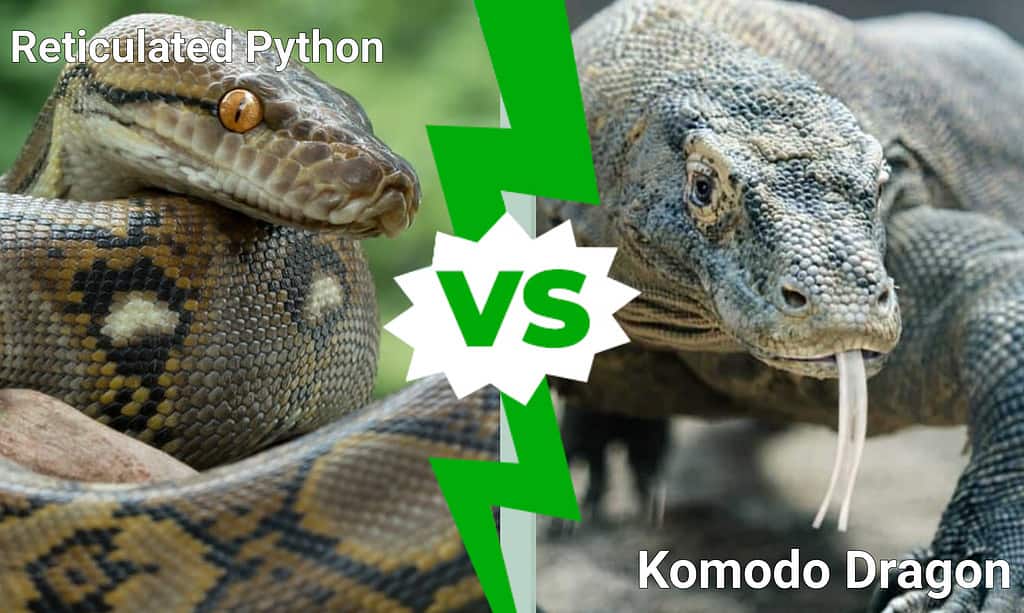 Reticulated Python vs Komodo Dragon