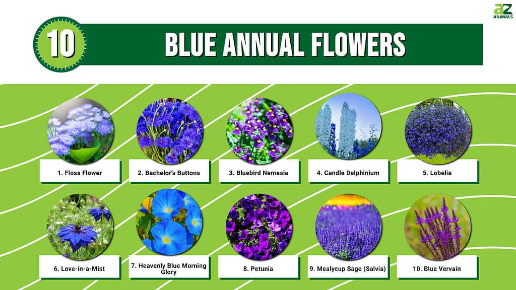 Infographic of 10 Blue Annual Flowers