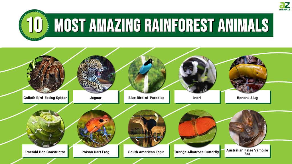 rainforest animals pictures and facts